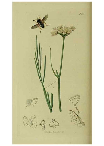 Reproducción/Reproduction 49641214527: British entomology :. London,Printed for the author,1823-1840 [i.e. 1840].. 
