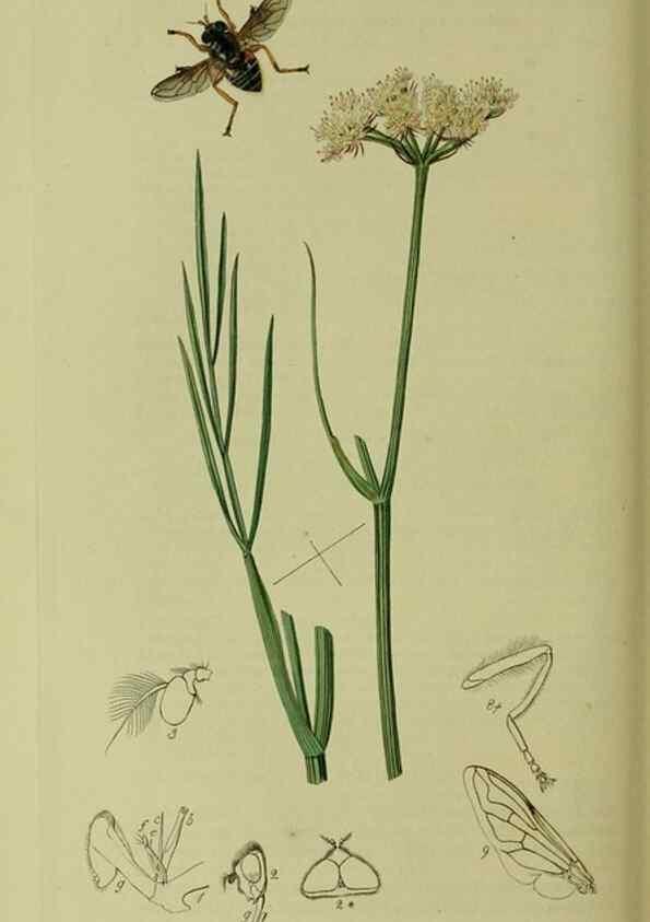 Reproducción/Reproduction 49641214527: British entomology :. London,Printed for the author,1823-1840 [i.e. 1840].. 