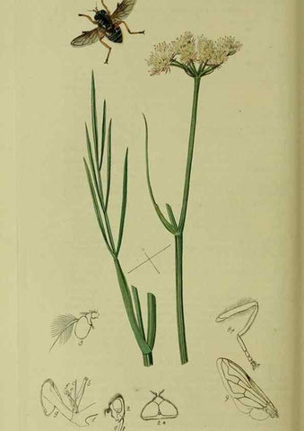 Reproducción/Reproduction 49641214527: British entomology :. London,Printed for the author,1823-1840 [i.e. 1840].. 