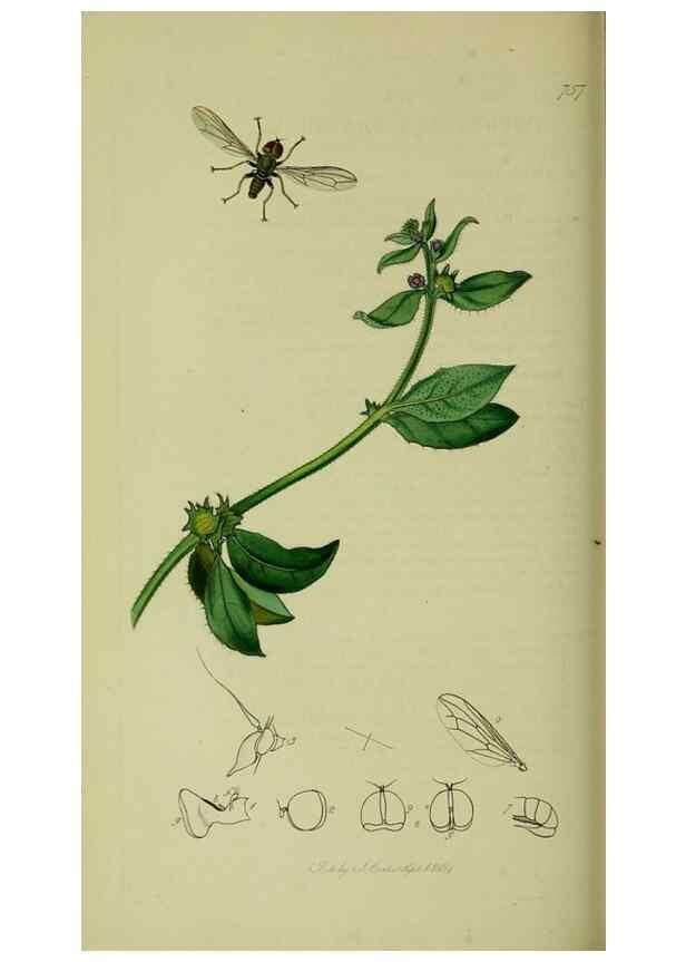 Reproducción/Reproduction 49640417403: British entomology :. London,Printed for the author,1823-1840 [i.e. 1840].. 
