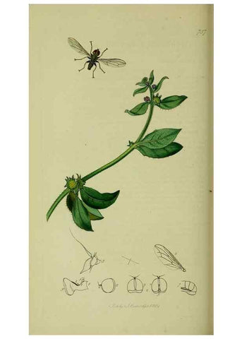 Reproducción/Reproduction 49640417403: British entomology :. London,Printed for the author,1823-1840 [i.e. 1840].. 