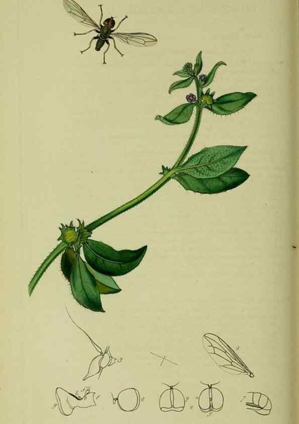 Reproducción/Reproduction 49640417403: British entomology :. London,Printed for the author,1823-1840 [i.e. 1840].. 