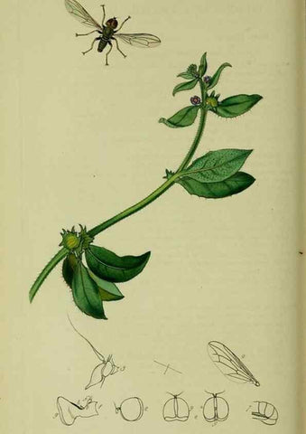 Reproducción/Reproduction 49640417403: British entomology :. London,Printed for the author,1823-1840 [i.e. 1840].. 