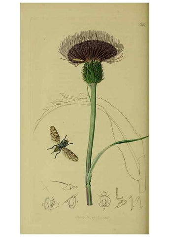 Reproducción/Reproduction 49641221357: British entomology :. London,Printed for the author,1823-1840 [i.e. 1840].. 