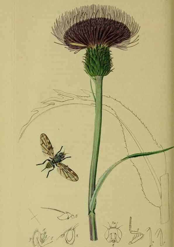 Reproducción/Reproduction 49641221357: British entomology :. London,Printed for the author,1823-1840 [i.e. 1840].. 