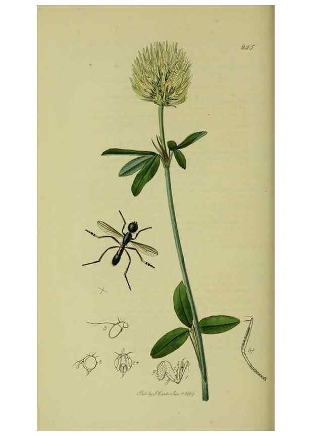 Reproducción/Reproduction 49640946386: British entomology :. London,Printed for the author,1823-1840 [i.e. 1840].. 