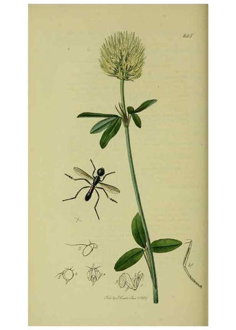 Reproducción/Reproduction 49640946386: British entomology :. London,Printed for the author,1823-1840 [i.e. 1840].. 
