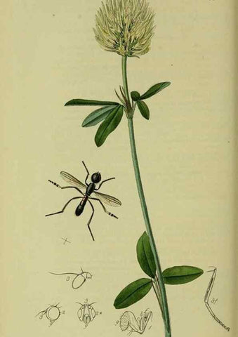 Reproducción/Reproduction 49640946386: British entomology :. London,Printed for the author,1823-1840 [i.e. 1840].. 