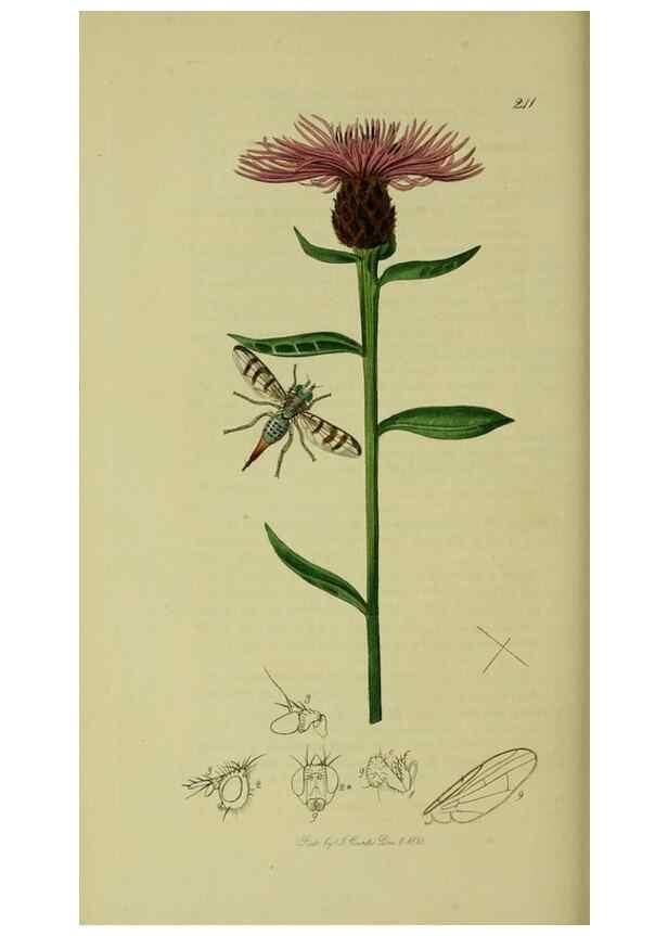 Reproducción/Reproduction 49641222007: British entomology :. London,Printed for the author,1823-1840 [i.e. 1840].. 