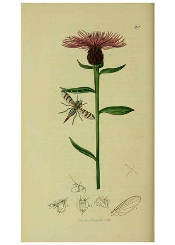Reproducción/Reproduction 49641222007: British entomology :. London,Printed for the author,1823-1840 [i.e. 1840].. 