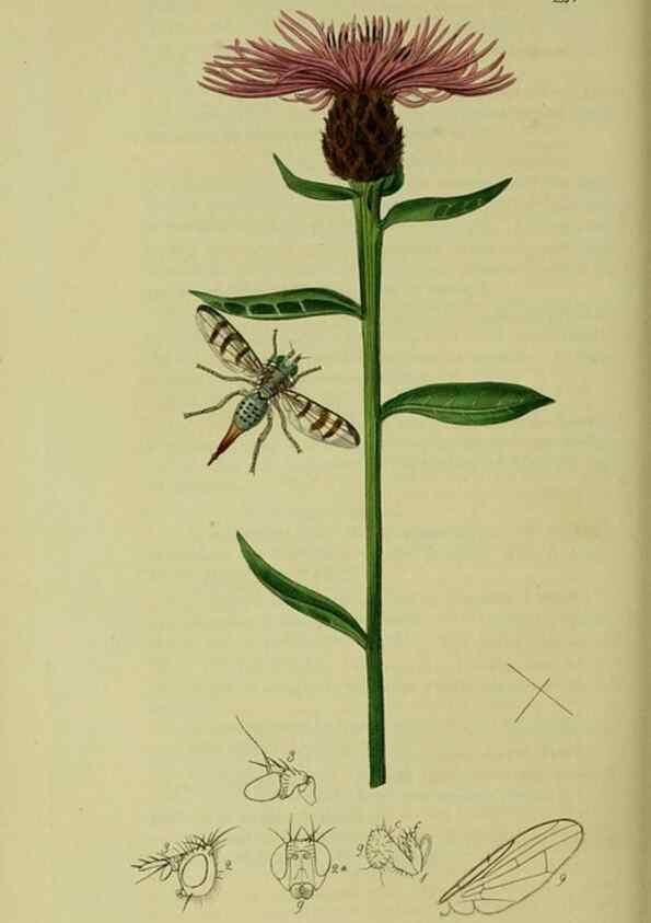 Reproducción/Reproduction 49641222007: British entomology :. London,Printed for the author,1823-1840 [i.e. 1840].. 