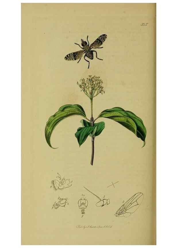 Reproducción/Reproduction 49640424558: British entomology :. London,Printed for the author,1823-1840 [i.e. 1840].. 