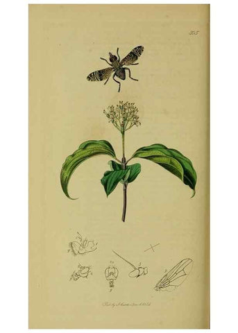 Reproducción/Reproduction 49640424558: British entomology :. London,Printed for the author,1823-1840 [i.e. 1840].. 