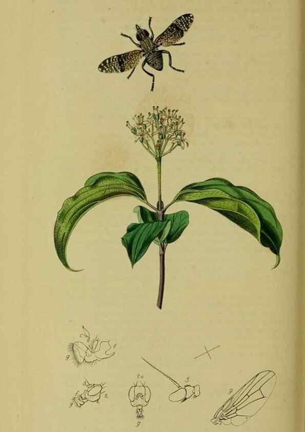 Reproducción/Reproduction 49640424558: British entomology :. London,Printed for the author,1823-1840 [i.e. 1840].. 