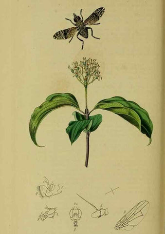 Reproducción/Reproduction 49640424558: British entomology :. London,Printed for the author,1823-1840 [i.e. 1840].. 