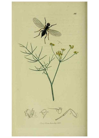 Reproducción/Reproduction 49641222762: British entomology :. London,Printed for the author,1823-1840 [i.e. 1840].. 