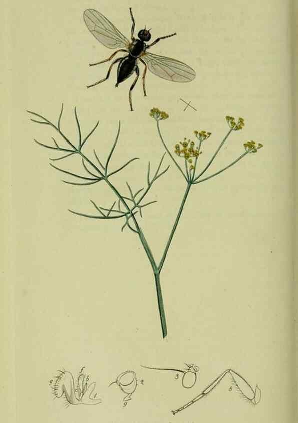 Reproducción/Reproduction 49641222762: British entomology :. London,Printed for the author,1823-1840 [i.e. 1840].. 