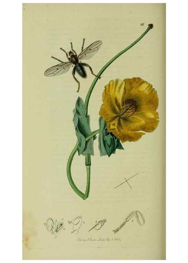 Reproducción/Reproduction 49640947751: British entomology :. London,Printed for the author,1823-1840 [i.e. 1840].. 