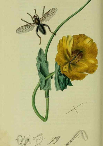 Reproducción/Reproduction 49640947751: British entomology :. London,Printed for the author,1823-1840 [i.e. 1840].. 