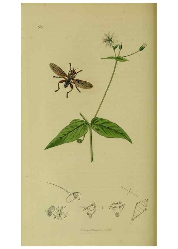 Reproducción/Reproduction 49641223507: British entomology :. London,Printed for the author,1823-1840 [i.e. 1840].. 