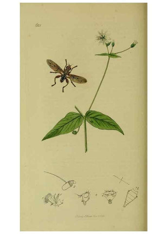 Reproducción/Reproduction 49641223507: British entomology :. London,Printed for the author,1823-1840 [i.e. 1840].. 