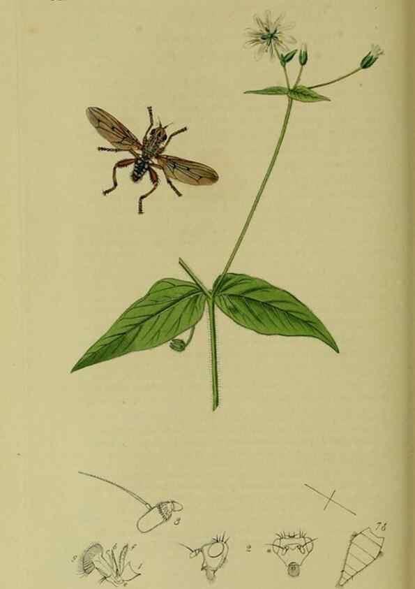 Reproducción/Reproduction 49641223507: British entomology :. London,Printed for the author,1823-1840 [i.e. 1840].. 