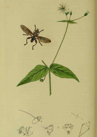 Reproducción/Reproduction 49641223507: British entomology :. London,Printed for the author,1823-1840 [i.e. 1840].. 