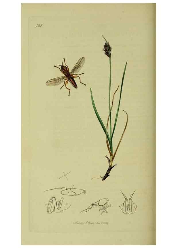 Reproducción/Reproduction 49640426003: British entomology :. London,Printed for the author,1823-1840 [i.e. 1840].. 