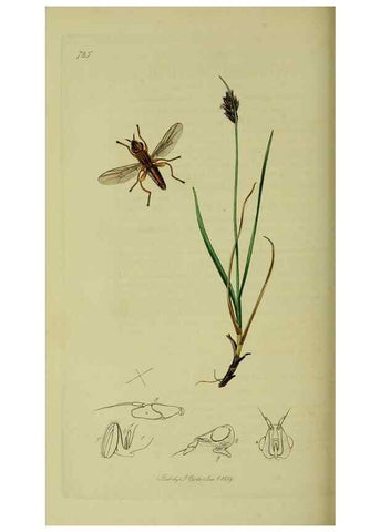 Reproducción/Reproduction 49640426003: British entomology :. London,Printed for the author,1823-1840 [i.e. 1840].. 