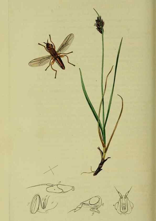 Reproducción/Reproduction 49640426003: British entomology :. London,Printed for the author,1823-1840 [i.e. 1840].. 