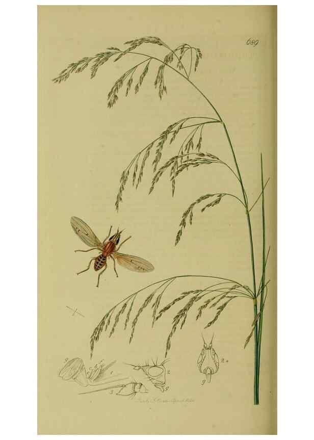 Reproducción/Reproduction 49640948716: British entomology :. London,Printed for the author,1823-1840 [i.e. 1840].. 