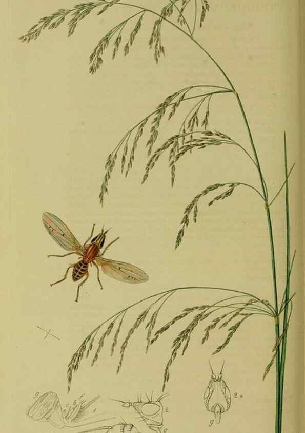Reproducción/Reproduction 49640948716: British entomology :. London,Printed for the author,1823-1840 [i.e. 1840].. 