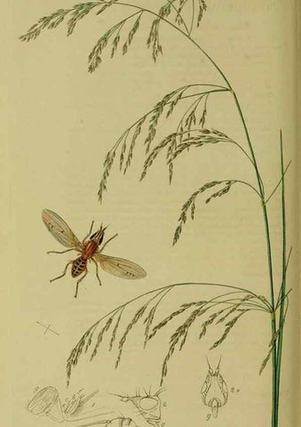 Reproducción/Reproduction 49640948716: British entomology :. London,Printed for the author,1823-1840 [i.e. 1840].. 