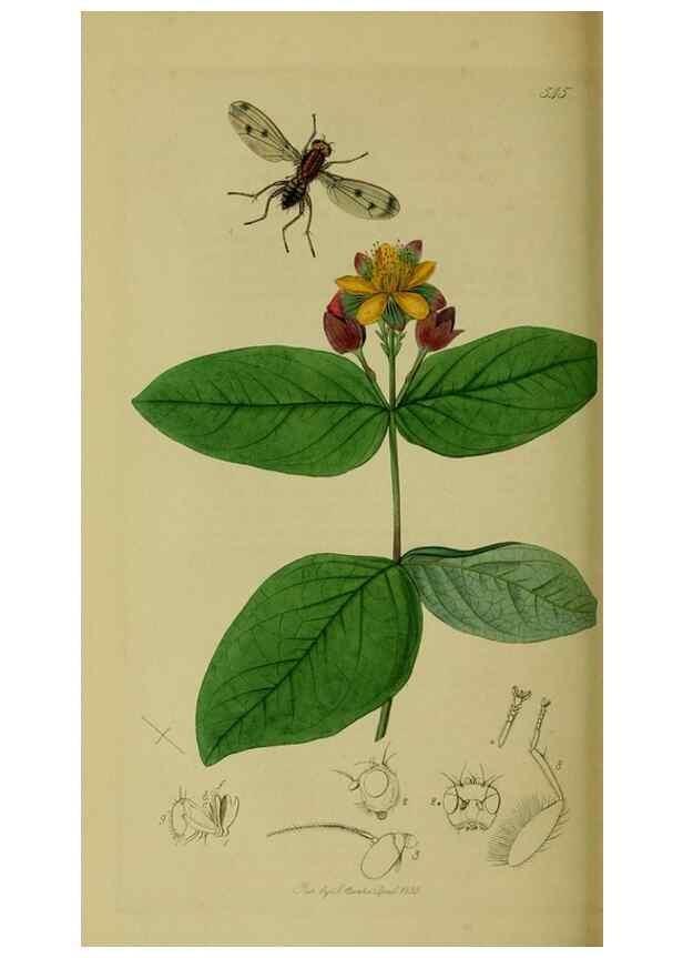 Reproducción/Reproduction 49641224512: British entomology :. London,Printed for the author,1823-1840 [i.e. 1840].. 