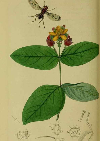 Reproducción/Reproduction 49641224512: British entomology :. London,Printed for the author,1823-1840 [i.e. 1840].. 