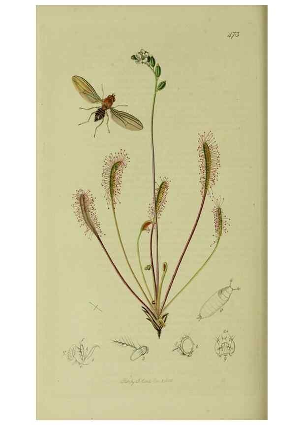 Reproducción/Reproduction 49640949376: British entomology :. London,Printed for the author,1823-1840 [i.e. 1840].. 