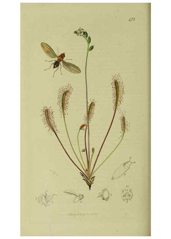 Reproducción/Reproduction 49640949376: British entomology :. London,Printed for the author,1823-1840 [i.e. 1840].. 