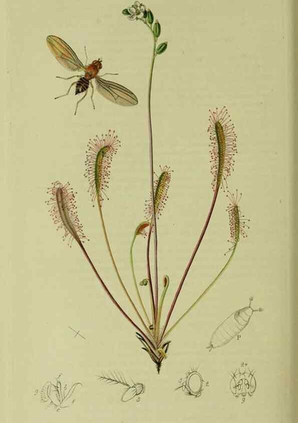 Reproducción/Reproduction 49640949376: British entomology :. London,Printed for the author,1823-1840 [i.e. 1840].. 