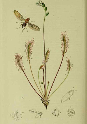 Reproducción/Reproduction 49640949376: British entomology :. London,Printed for the author,1823-1840 [i.e. 1840].. 