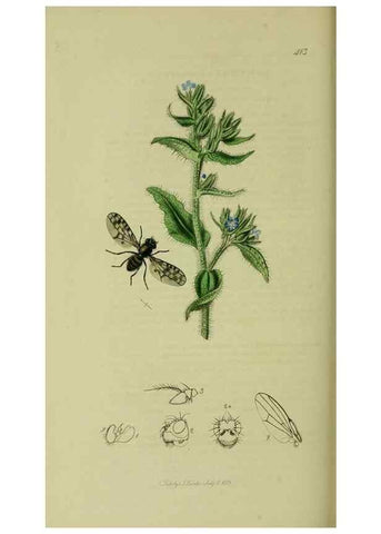 Reproducción/Reproduction 49641225162: British entomology :. London,Printed for the author,1823-1840 [i.e. 1840].. 