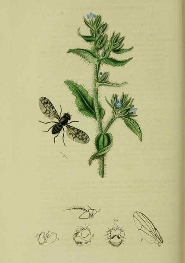 Reproducción/Reproduction 49641225162: British entomology :. London,Printed for the author,1823-1840 [i.e. 1840].. 