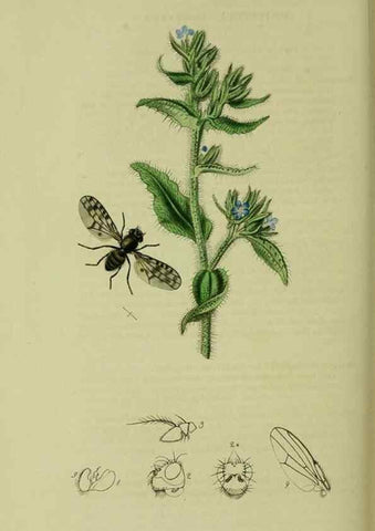 Reproducción/Reproduction 49641225162: British entomology :. London,Printed for the author,1823-1840 [i.e. 1840].. 
