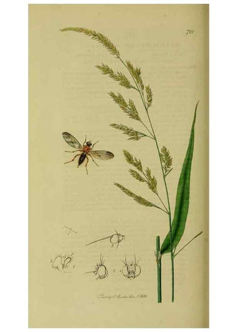 Reproducción/Reproduction 49640949946: British entomology :. London,Printed for the author,1823-1840 [i.e. 1840].. 
