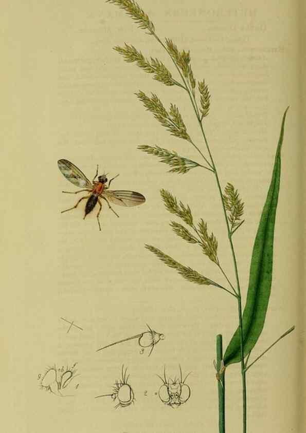 Reproducción/Reproduction 49640949946: British entomology :. London,Printed for the author,1823-1840 [i.e. 1840].. 