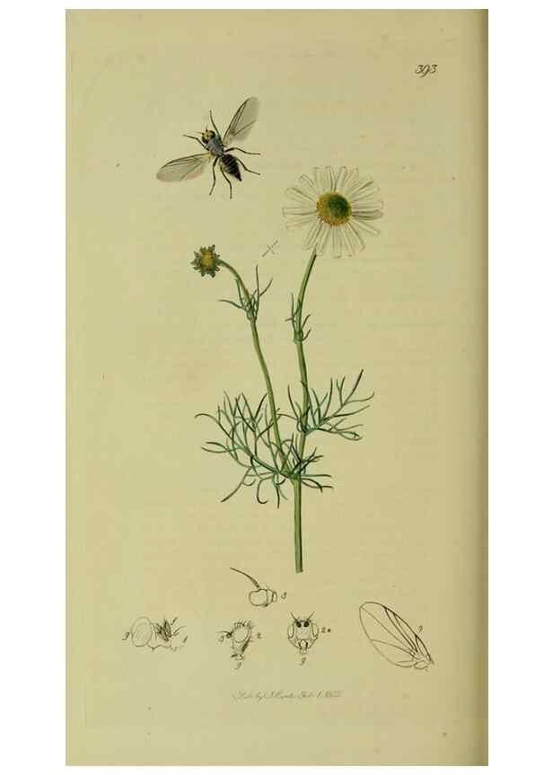 Reproducción/Reproduction 49640428023: British entomology :. London,Printed for the author,1823-1840 [i.e. 1840].. 