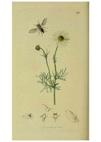 Reproducción/Reproduction 49640428023: British entomology :. London,Printed for the author,1823-1840 [i.e. 1840].. 