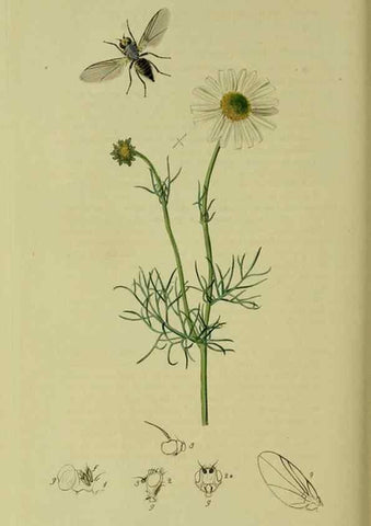 Reproducción/Reproduction 49640428023: British entomology :. London,Printed for the author,1823-1840 [i.e. 1840].. 