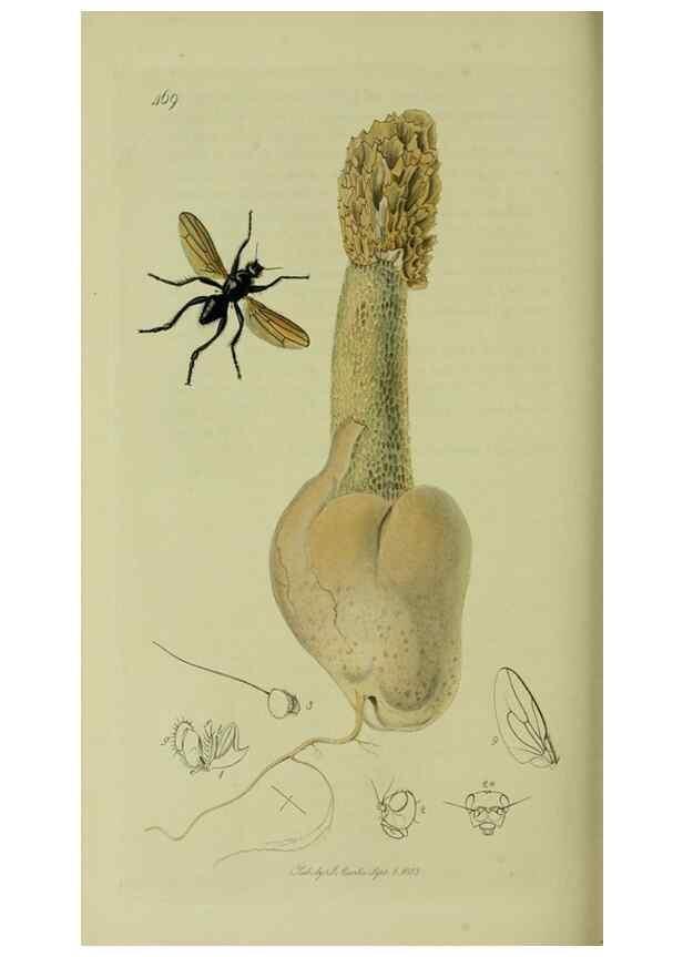 Reproducción/Reproduction 49641226047: British entomology :. London,Printed for the author,1823-1840 [i.e. 1840].. 