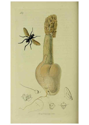 Reproducción/Reproduction 49641226047: British entomology :. London,Printed for the author,1823-1840 [i.e. 1840].. 