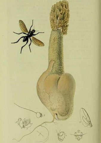 Reproducción/Reproduction 49641226047: British entomology :. London,Printed for the author,1823-1840 [i.e. 1840].. 